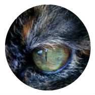 Ojo verde de cata garey