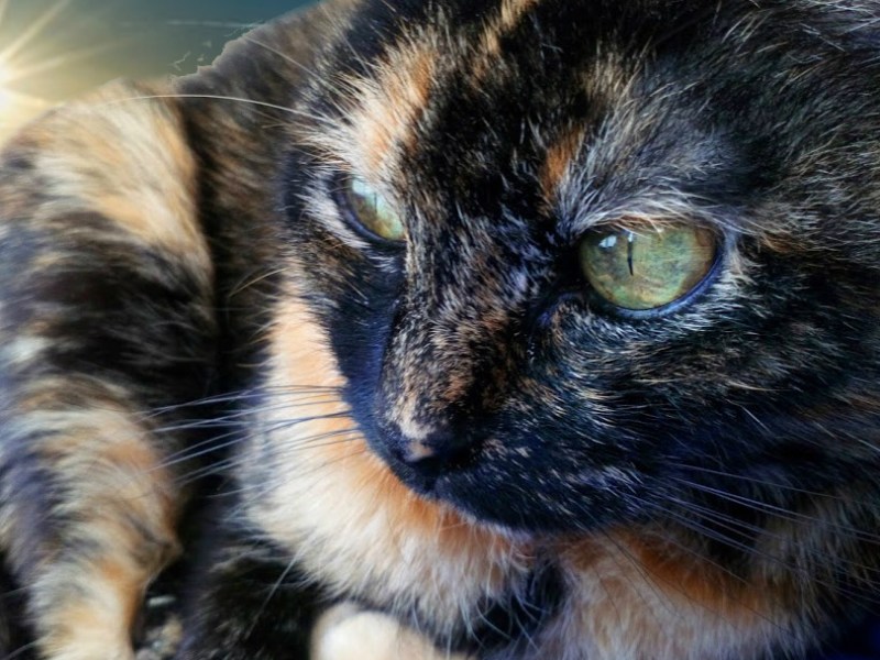 Mitos y leyendas: Gatas Carey