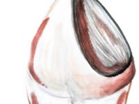 Testigo mudo (relato corto)