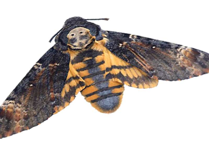 Mitos y leyendas: la polilla esfinge y la segunda llegada de Achlys