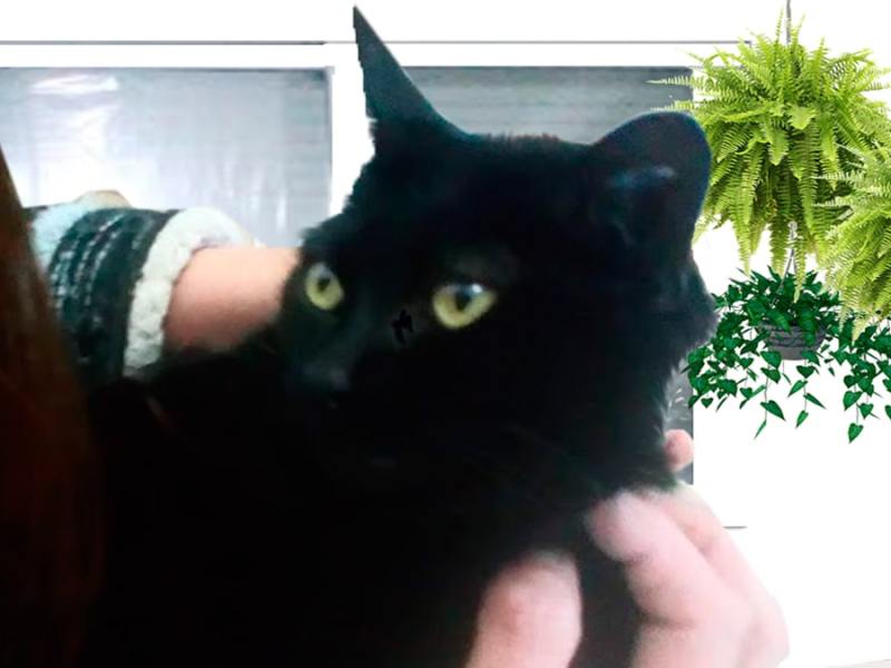 Mitos y leyendas: gato negro ¿Buena o mala suerte? (relato corto)