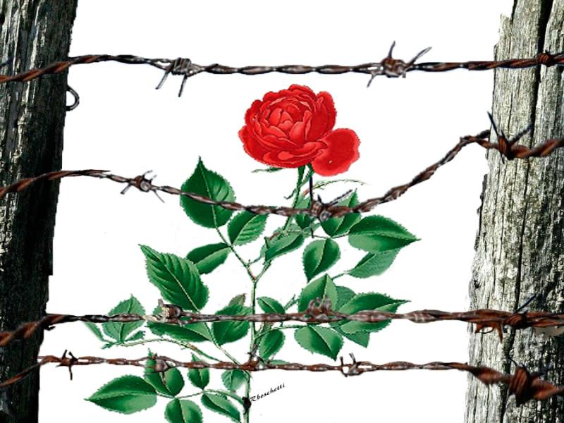 Una cerca espinosa (microrrelato)