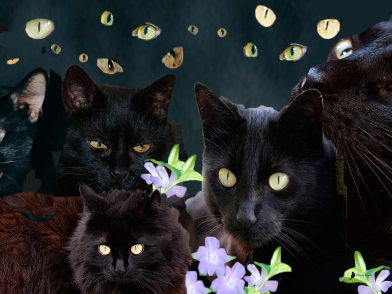 Miradas gatunas (relato corto)