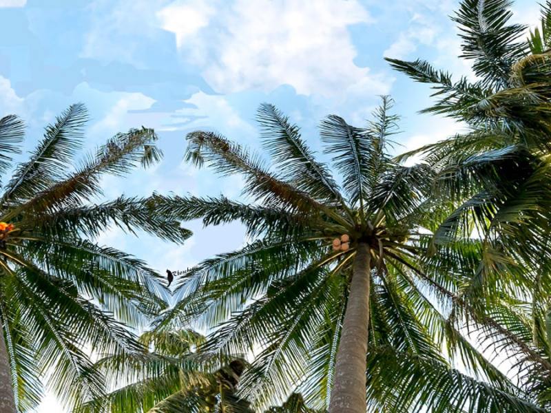 Mitos y leyenda: La fruta de los dioses que asusta a los niños (relato corto)