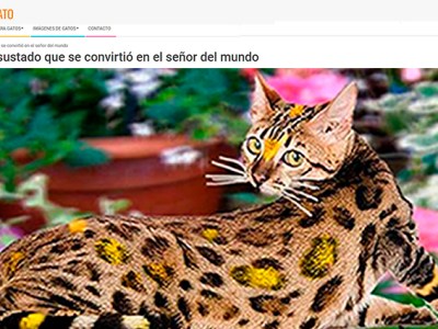 Colaboración para Todo Para Tu Gato: El Catire, un gato asustado que se convirtió en el señor del mundo