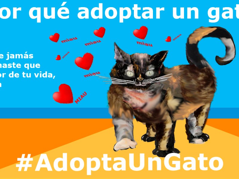 Maullidos de amor. Parte V