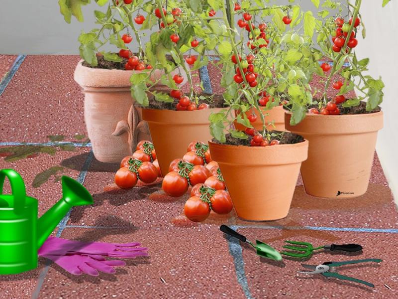 El huerto perfecto (relato corto)