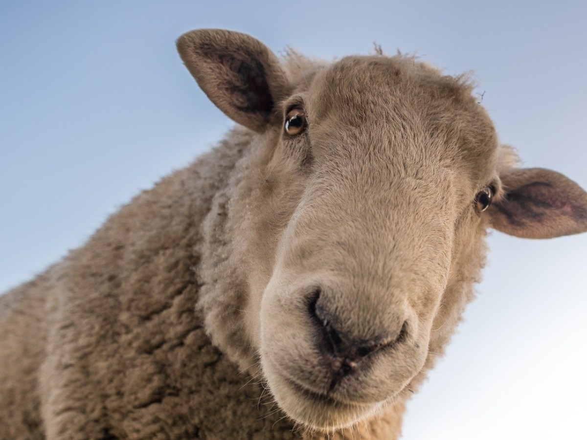 El Jardín De Los Lunáticos