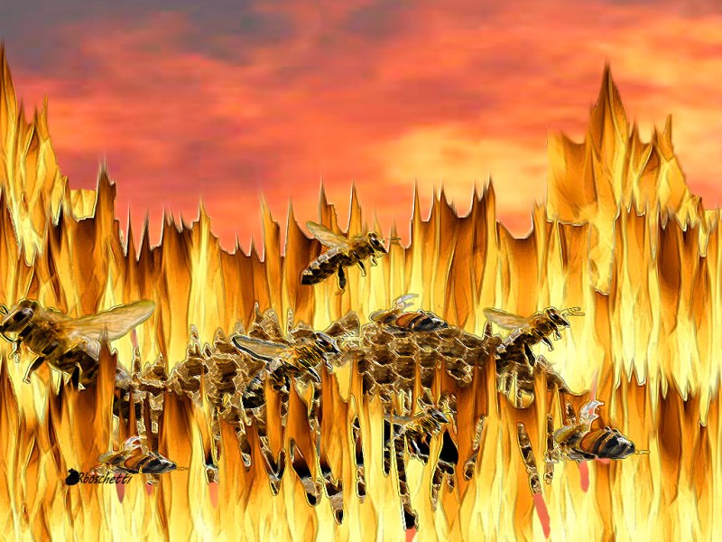 Vida laboral de Acacio Blanco Albar: El incidente de las abejas (13)